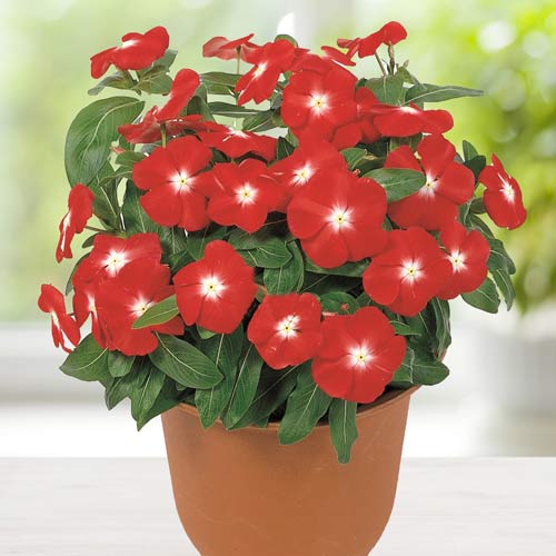 Барвинок Виктори Абрикосовый артикул фото 1 Барвинок Виктори Абрикосовый изображение 1 артикул 71419