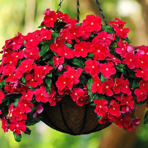 Барвинок Виктори Кармин артикул фото 1 Барвинок Виктори Кармин изображение 1 артикул 71420