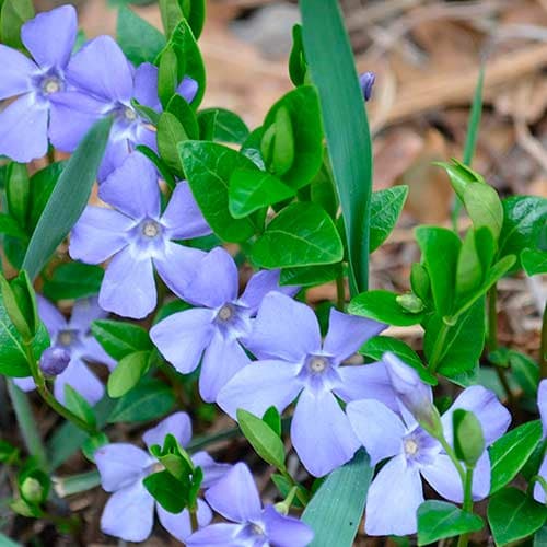 Барвинок Минор артикул фото 1 Барвинок Минор изображение 1 артикул 2304