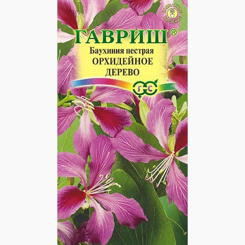 Баухиния пурпурная Орхидейное дерево  Гавриш артикул фото 1 Баухиния пурпурная Орхидейное дерево  Гавриш изображение 1 артикул 97606