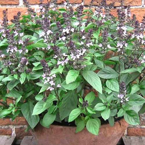 Базилик Аромат ванили Седек изображение 1 артикул 84861