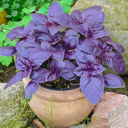 Базилик Ароматный гуляш Уральский дачник изображение 1 артикул 83014