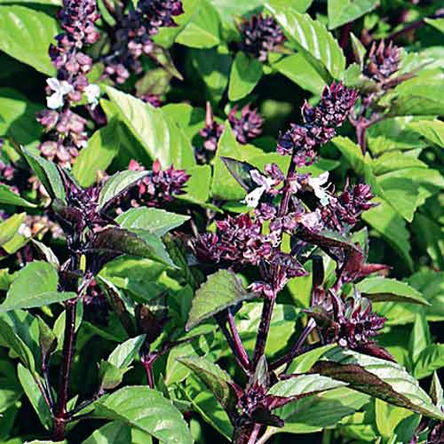 Базилик Душистый красавчик Седек изображение 1 артикул 71610