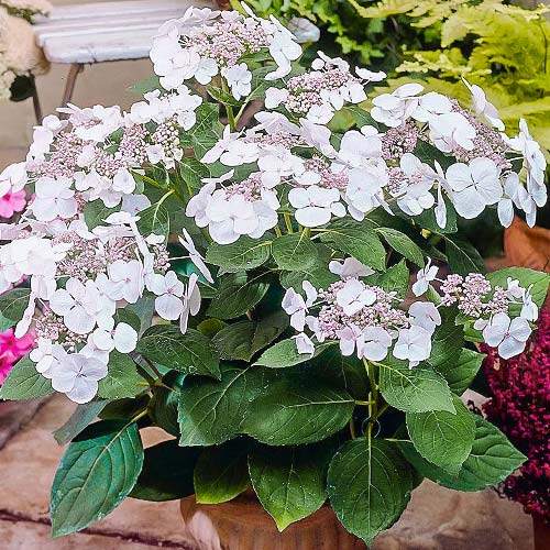 Гортензия крупнолистная Либелла изображение 1 артикул 01046