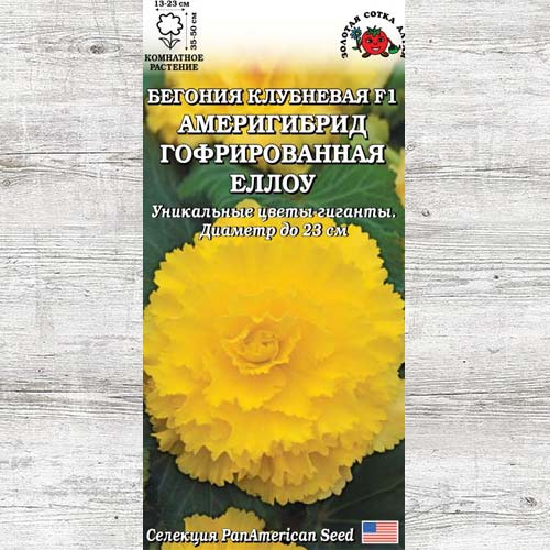 Бегония Америгибрид Еллоу изображение 1 артикул 83699