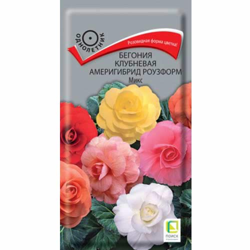 Бегония Америгибрид Роузформ, смесь окрасок Поиск артикул фото 1 Бегония Америгибрид Роузформ, смесь окрасок Поиск изображение 1 артикул 82084