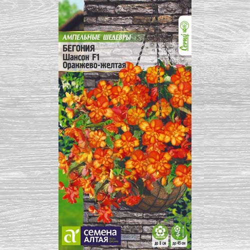 Бегония ампельная Шансон оранжево - желтая F1 артикул фото 1 Бегония ампельная Шансон оранжево - желтая F1 изображение 1 артикул 78299
