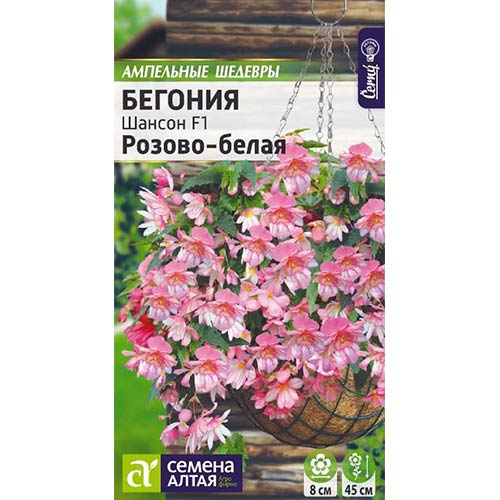 Бегония Шансон розово-белая F1 Семена Алтая изображение 1 артикул 78300