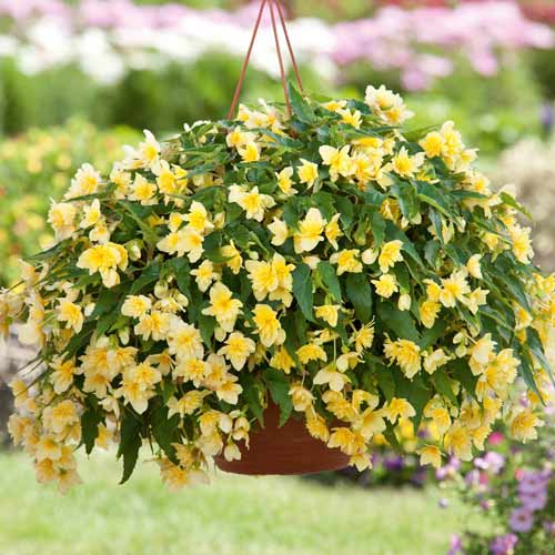 Бегония боливийская Триумф желтая F1, семена изображение 1 артикул 66028