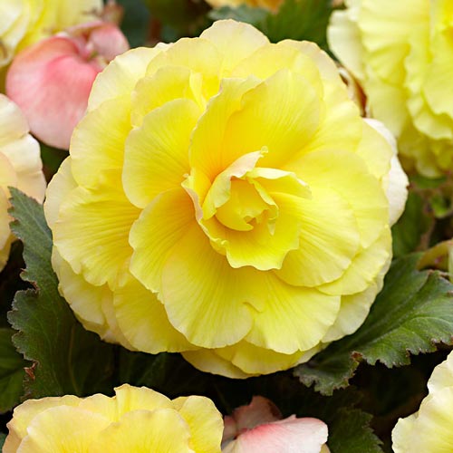 Бегония махровая Йеллоу изображение 1 артикул 76385