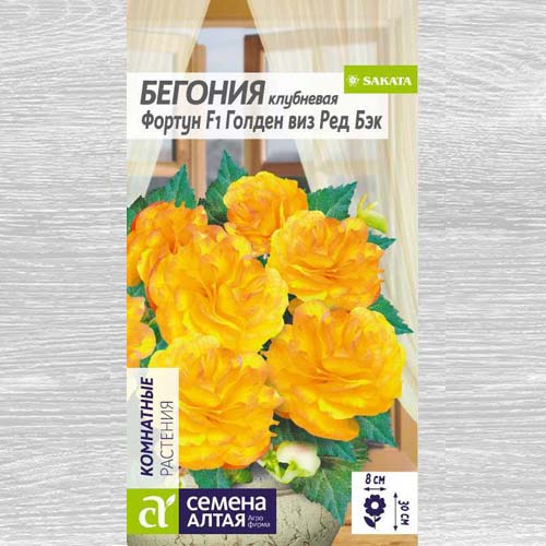 Бегония Фортун Голден виз Ред Бэк F1 артикул фото 1 Бегония Фортун Голден виз Ред Бэк F1 изображение 1 артикул 78280