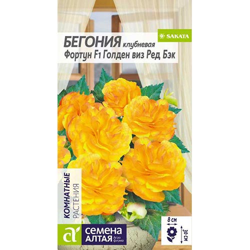 Бегония Фортун Голден виз Ред Бэк, семена изображение 1 артикул 94142