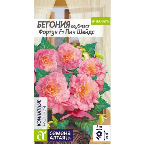 Бегония Фортун Пич Шейдс F1 Семена Алтая артикул фото 1 Бегония Фортун Пич Шейдс F1 Семена Алтая изображение 1 артикул 78281