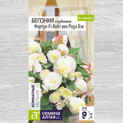 Бегония Фортун Вайт виз Роуз Бэк F1 артикул фото 1 Бегония Фортун Вайт виз Роуз Бэк F1 изображение 1 артикул 78218