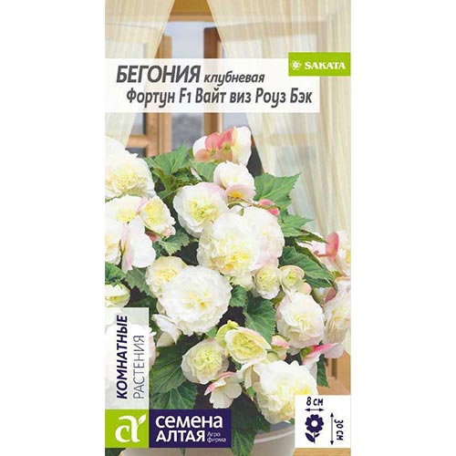 Бегония Фортун Вайт виз Роуз Бэк, семена изображение 1 артикул 94141
