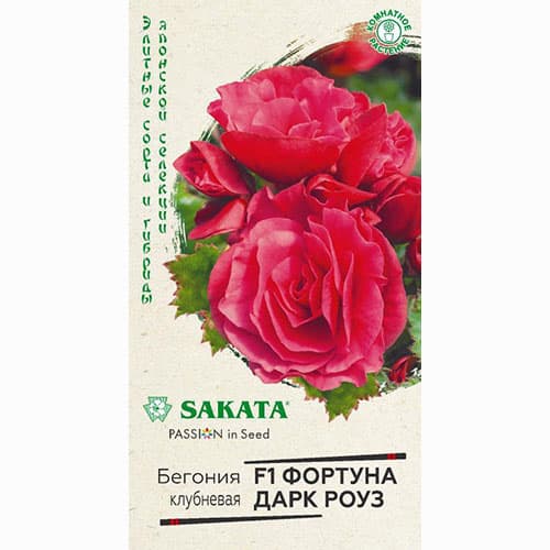 Бегония клубневая Фортуна Дарк Роуз F1 Гавриш артикул фото 1 Бегония клубневая Фортуна Дарк Роуз F1 Гавриш изображение 1 артикул 84003