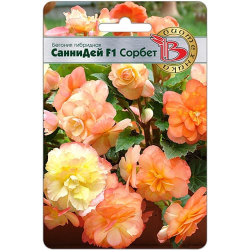 Бегония гибридная Санни Дей Сорбет F1 Биотехника изображение 1 артикул 97329