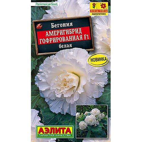 Бегония гофрированная Америгибрид белая F1 Аэлита изображение 1 артикул 98879