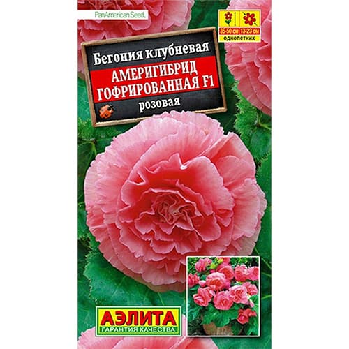 Бегония гофрированная Америгибрид розовая F1 Аэлита изображение 1 артикул 98881