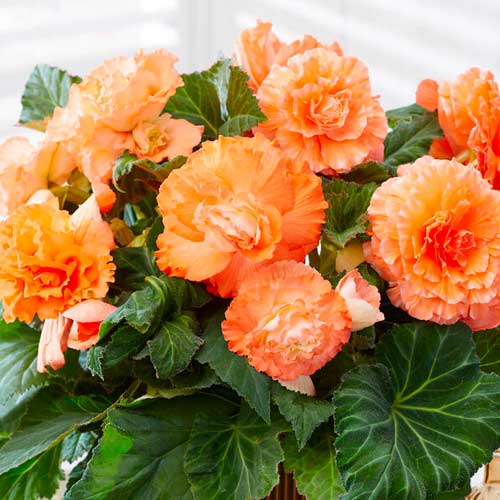 Бегония гофрированная Априкот изображение 1 артикул 70358