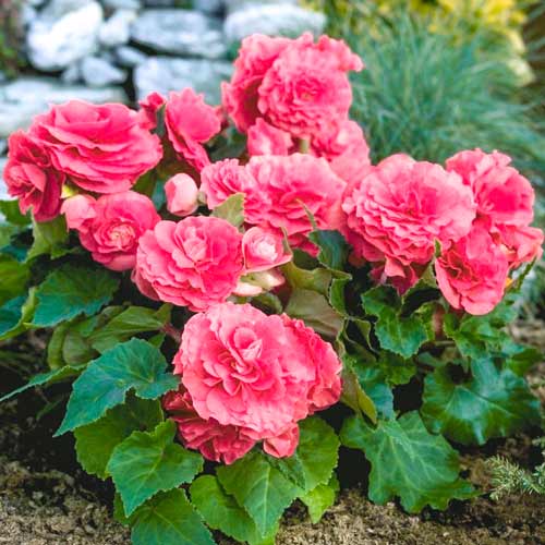 Бегония Гоу-гоу розовая F1 артикул фото 1 Бегония Гоу-гоу розовая F1 изображение 1 артикул 66908