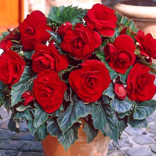 Бегония Гоу-гоу вишневая F1, семена артикул фото 1 Бегония Гоу-гоу вишневая F1, семена изображение 1 артикул 66909