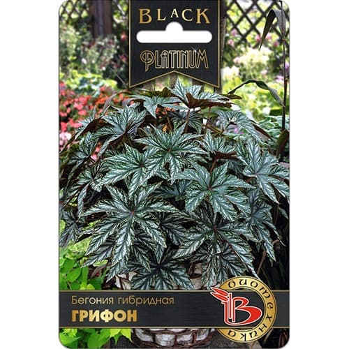 Бегония Грифон, семена артикул фото 1 Бегония Грифон, семена изображение 1 артикул 91572