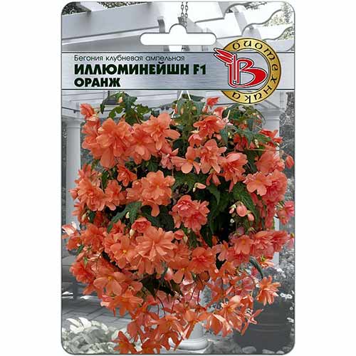 Бегония Иллюминейшн Оранж F1 Биотехника артикул фото 1 Бегония Иллюминейшн Оранж F1 Биотехника изображение 1 артикул 84615