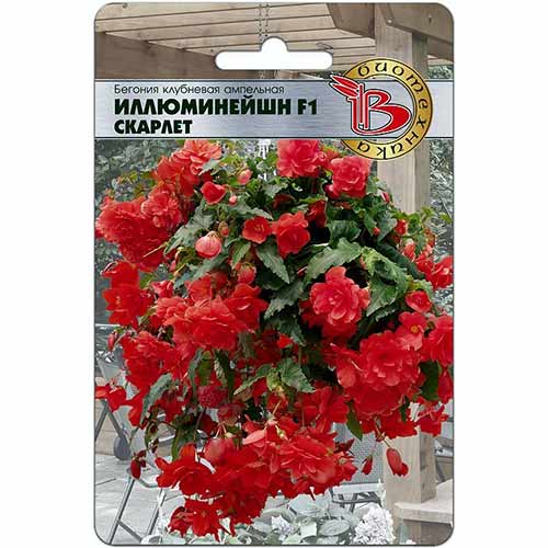 Бегония клубневая ампельная Иллюминейшн Скарлет F1 Биотехника артикул фото 1 Бегония клубневая ампельная Иллюминейшн Скарлет F1 Биотехника изображение 1 артикул 84616