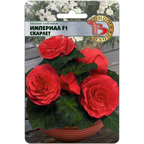 Бегония Империал Скарлет F1 Биотехника артикул фото 1 Бегония Империал Скарлет F1 Биотехника изображение 1 артикул 74813