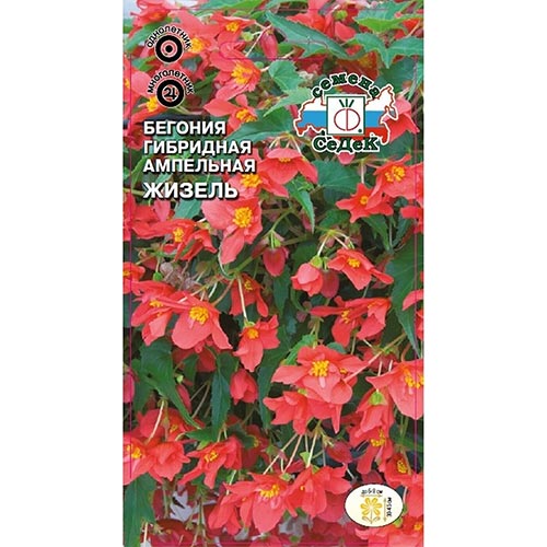 Бегония Жизель F1, семена изображение 1 артикул 93673