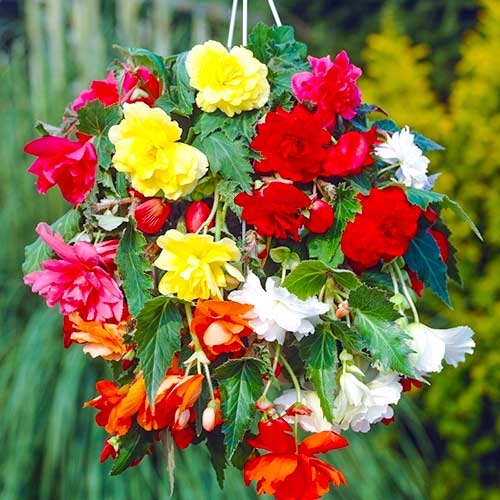 Бегония Пендула, микс изображение 1 артикул 70353