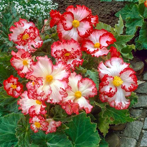 Бегония Криспа Маргината Вайт/Ред изображение 1 артикул 76183