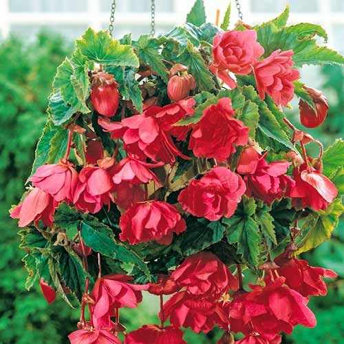 Бегония Пендула Пинк изображение 1 артикул 76190