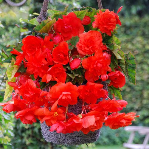 Бегония Пендула Ред изображение 1 артикул 76392
