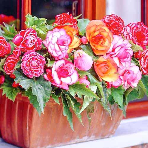 Бегония Пикоти F1, смесь окрасок Русский огород НК артикул фото 1 Бегония Пикоти F1, смесь окрасок Русский огород НК изображение 1 артикул 69926