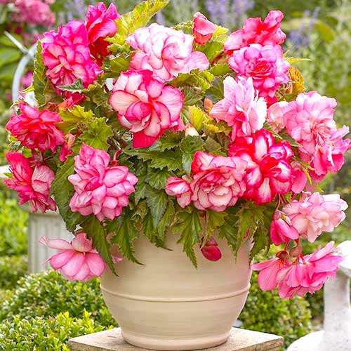 Бегония Пикоти Каскад Флоренс изображение 1 артикул 70354