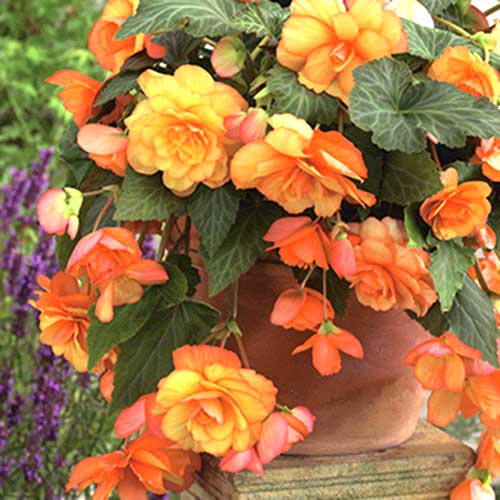 Бегония Пикоти Каскад Санрей изображение 1 артикул 70355