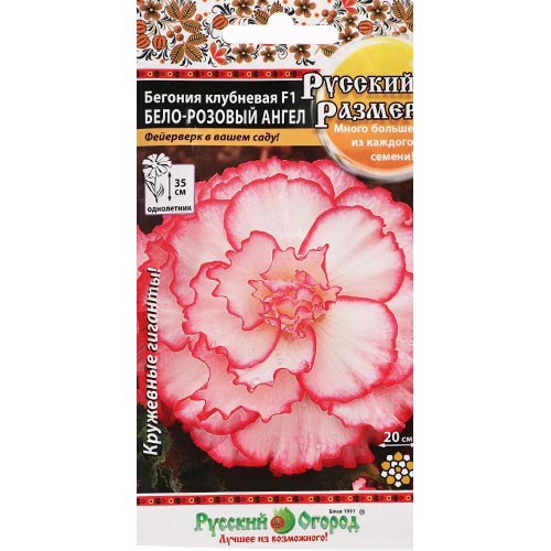 Бегония Русский Размер Бело-розовый ангел F1, семена изображение 1 артикул 92468