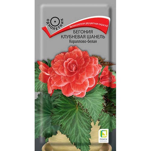 Бегония Шанель Кораллово-белая, семена изображение 1 артикул 92915