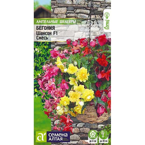Бегония Шансон, смесь окрасок изображение 1 артикул 94143