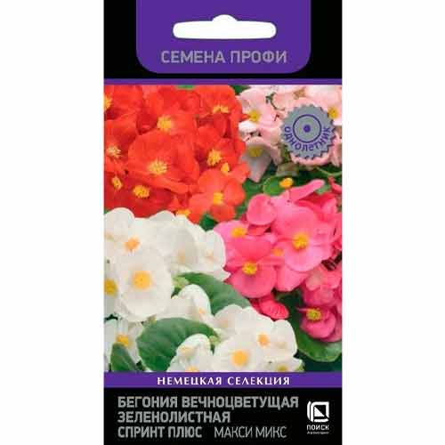 Бегония вечноцветущая зеленолистная Спринт Плюс Макси, смесь окрасок Поиск изображение 1 артикул 82085