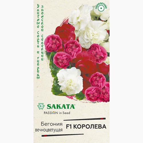 Бегония вечноцветущая Королева F1 Гавриш изображение 1 артикул 97621