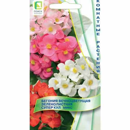 Бегония вечноцветущая зеленолистная Супер Кул, смесь окрасок Поиск изображение 1 артикул 97868