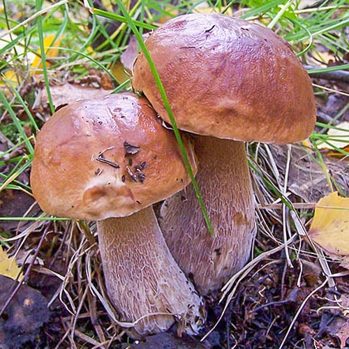 Белый гриб березовый изображение 2 артикул 9776