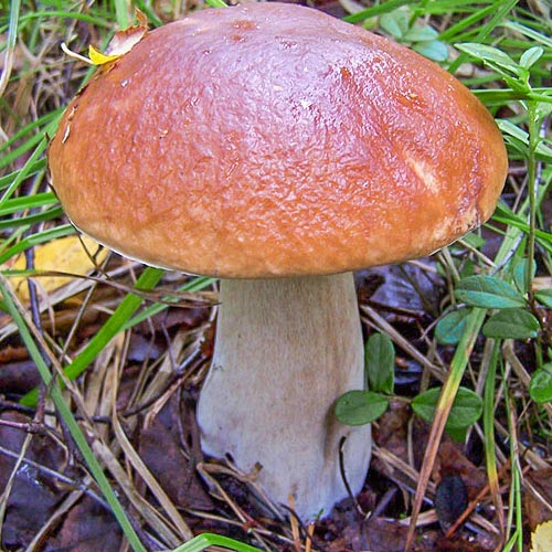 Белый гриб березовый изображение 3 артикул 9776