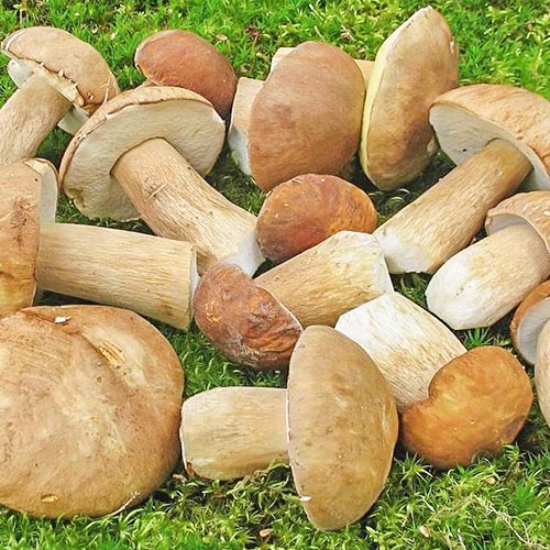Белый гриб дубовый изображение 3 артикул 9766