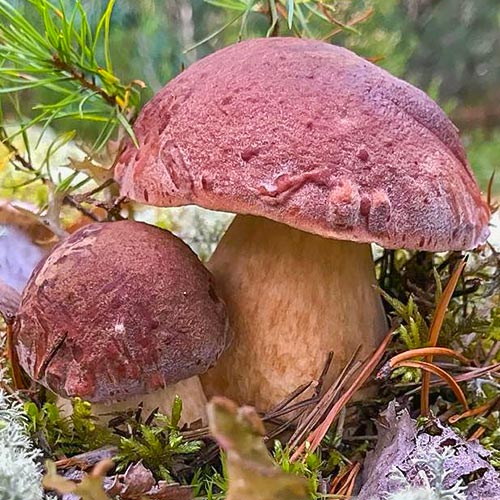 Белый гриб сосновый артикул фото 3 Белый гриб сосновый изображение 3 артикул 9767