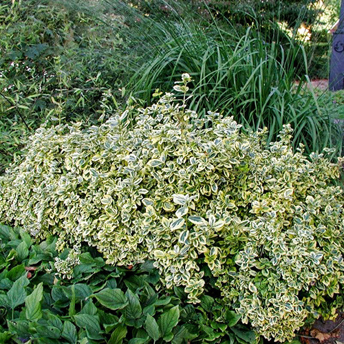 Бересклет Эмеральд Гаети изображение 1 артикул 3987