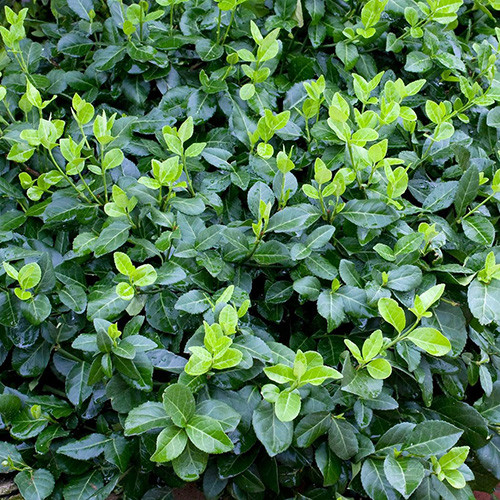 Бересклет Форчуна Хортс Блейз изображение 1 артикул 3988